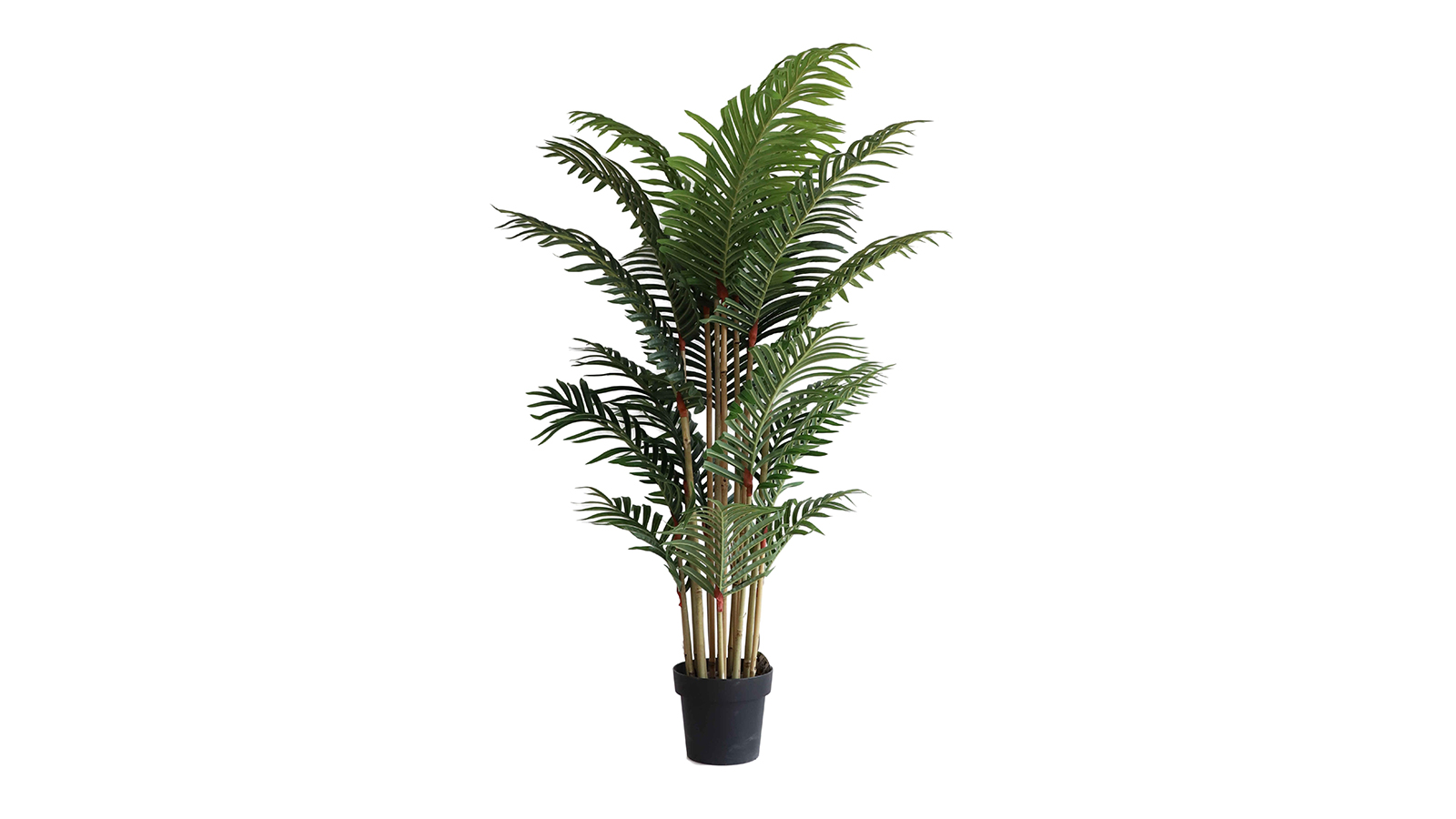 Palm Tree Palm Tree