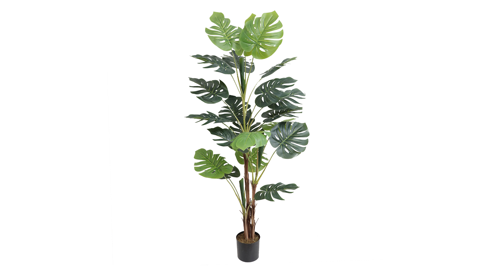 Monstera Plant A334165 Monstera Plant A334165