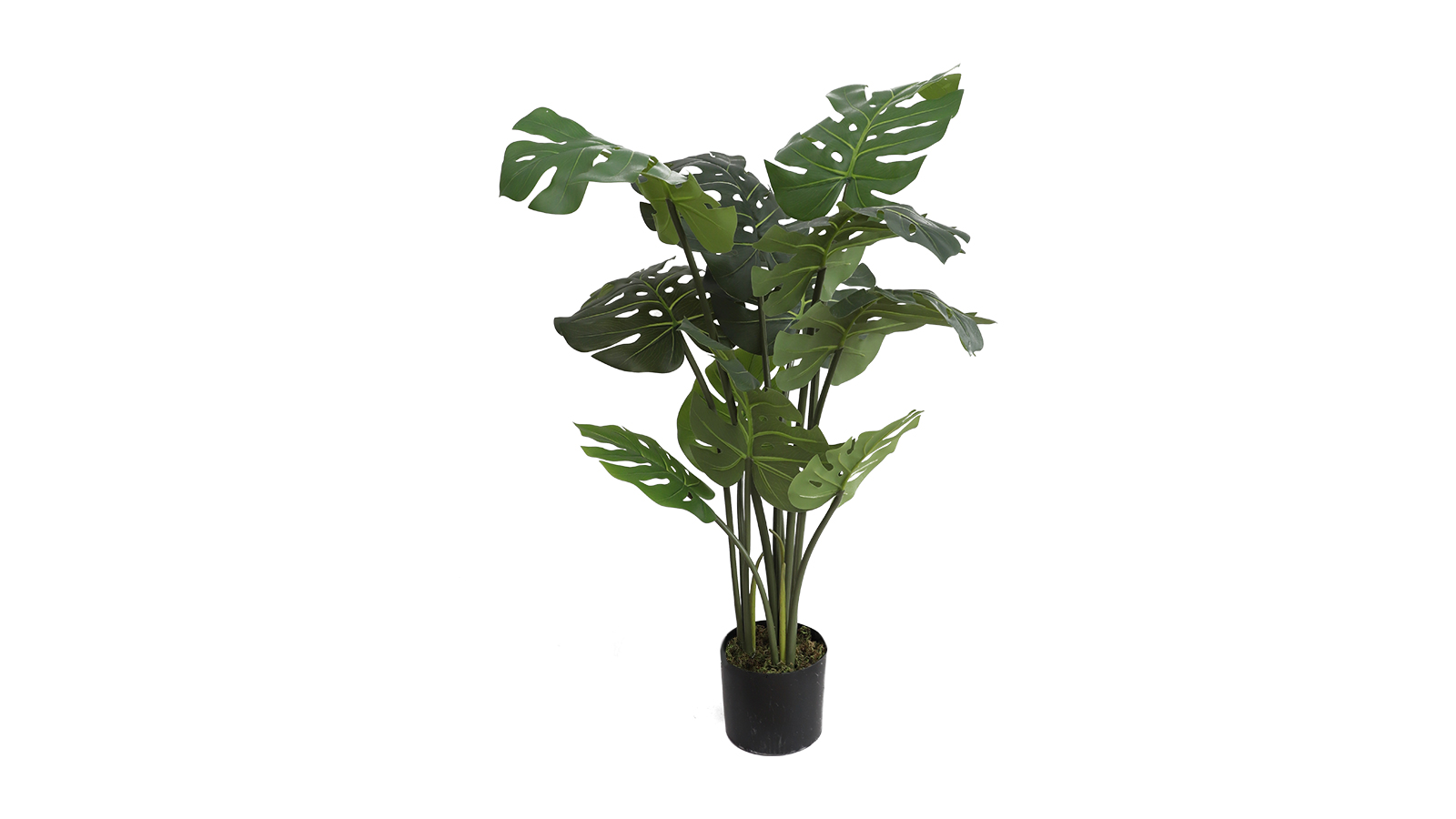 Monstera Plant A354110 Monstera Plant A354110