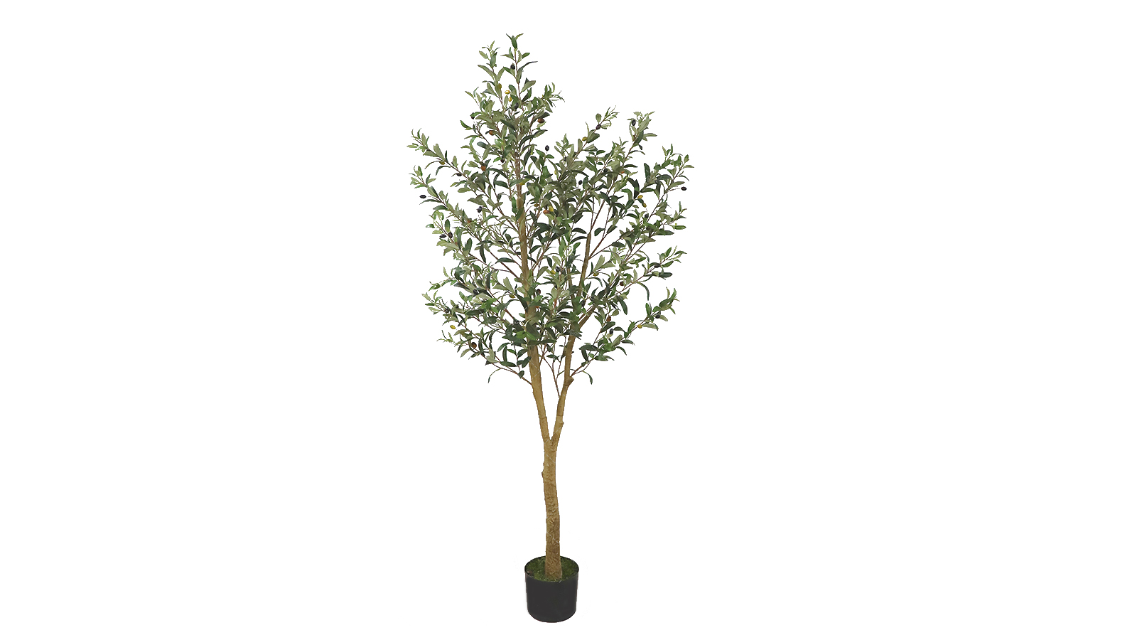 Olive Tree Olive Tree