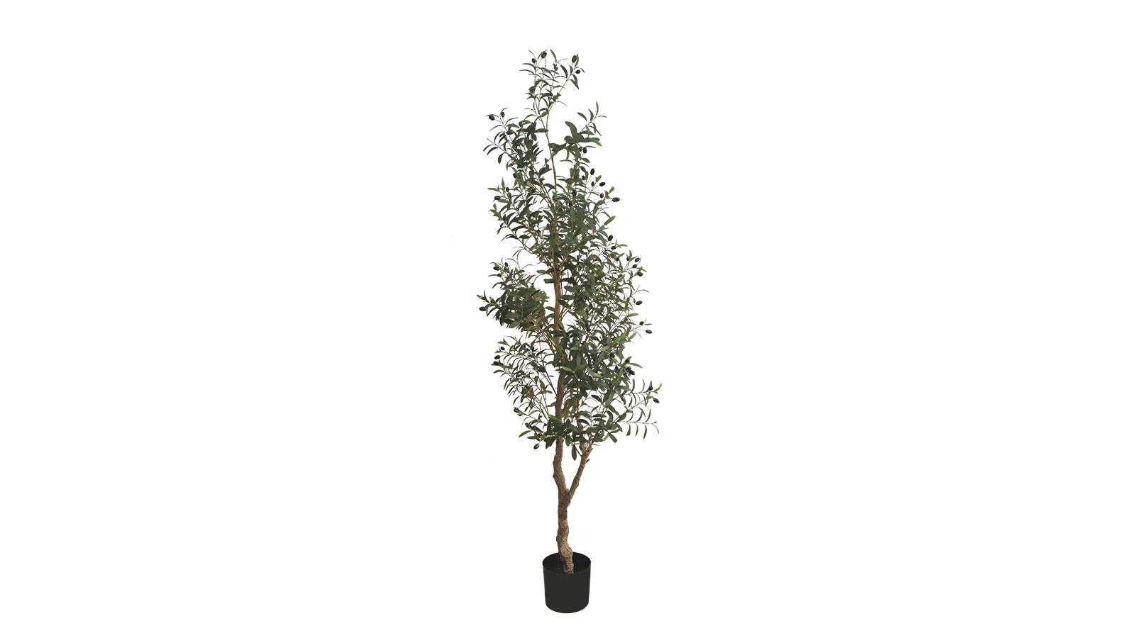 Olive Tree A448210 Olive Tree A448210