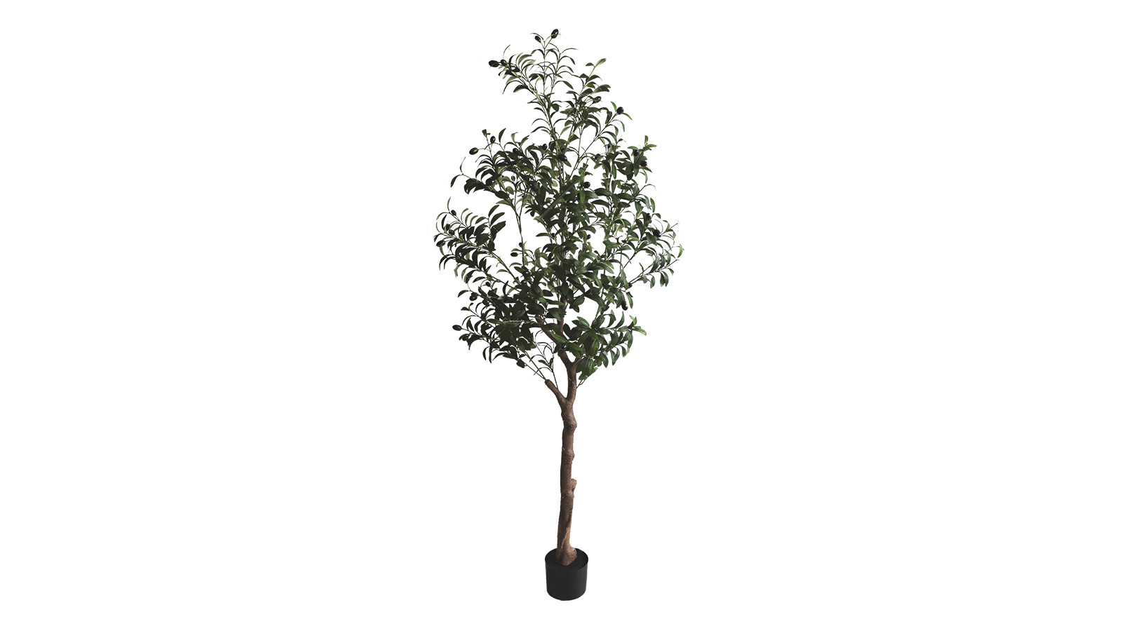 Olive Tree A463180 Olive Tree A463180