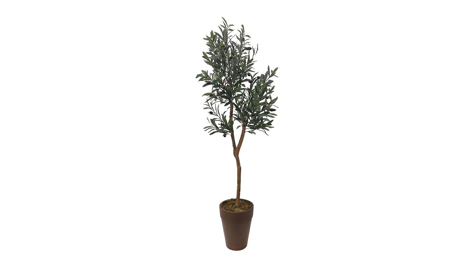 Olive Tree A478150 Olive Tree A478150