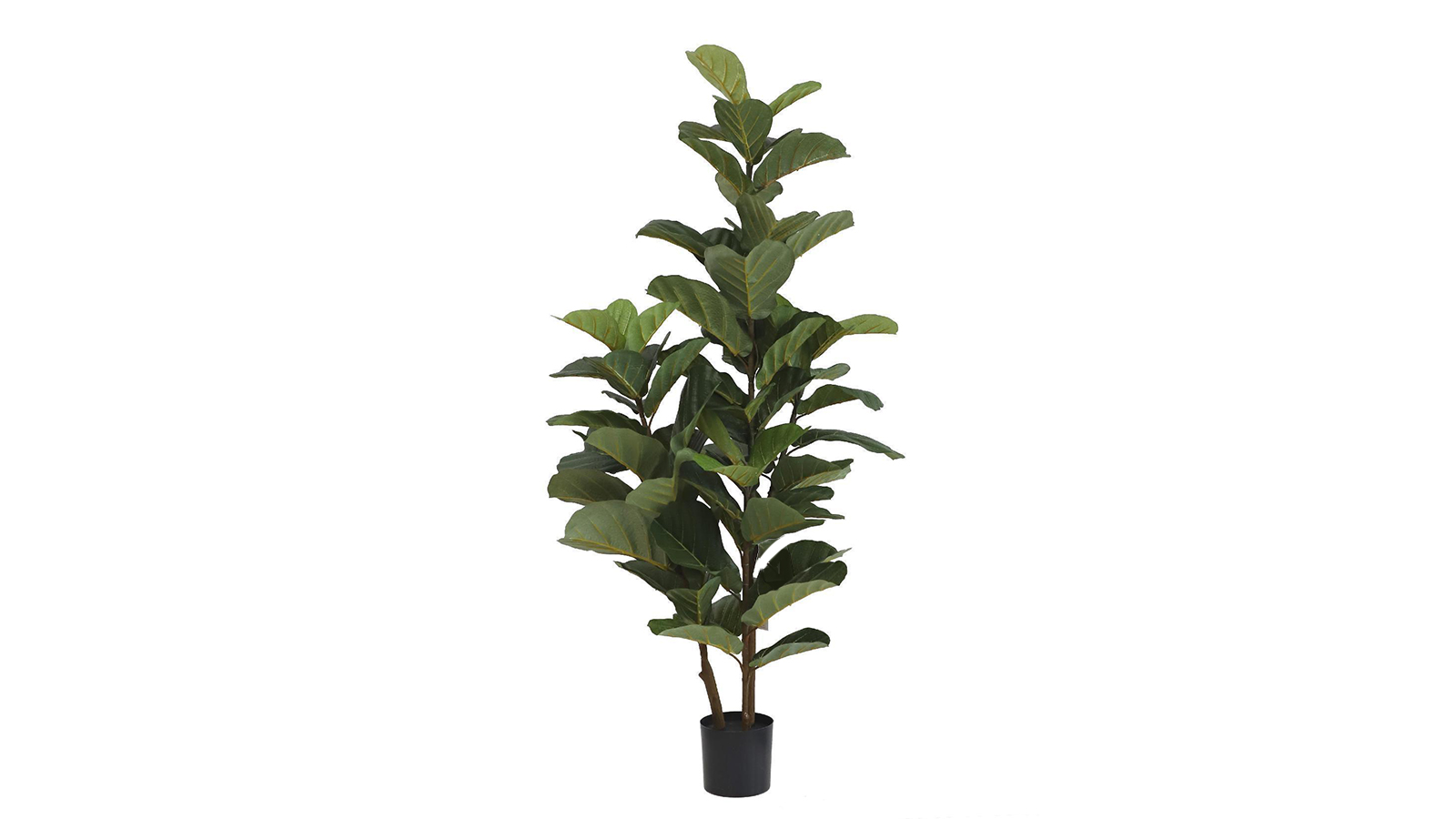 Fiddle Leaf Tree Fiddle Leaf Tree