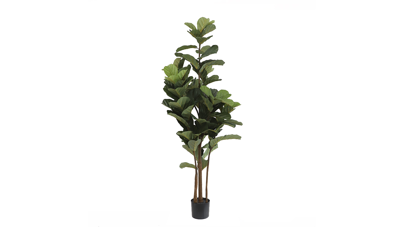 Fiddle Leaf Tree A619150 Fiddle Leaf Tree A619150