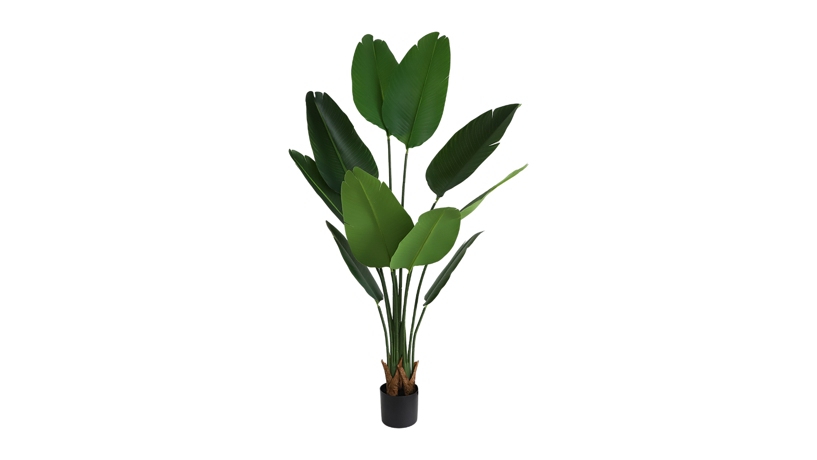 Bird of Paradise Plant Bird of Paradise Plant