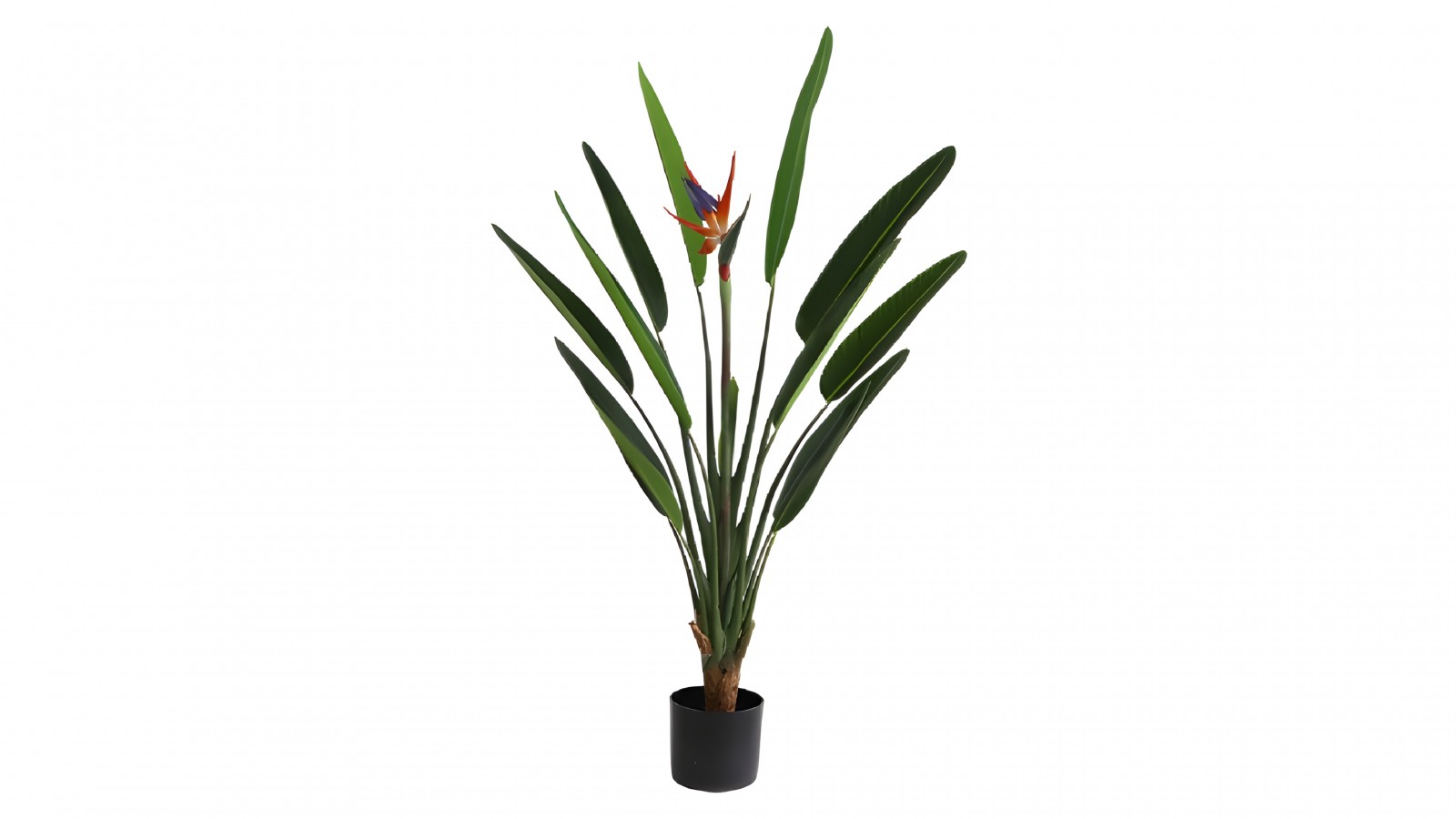 Strelitzia Plant Strelitzia Plant