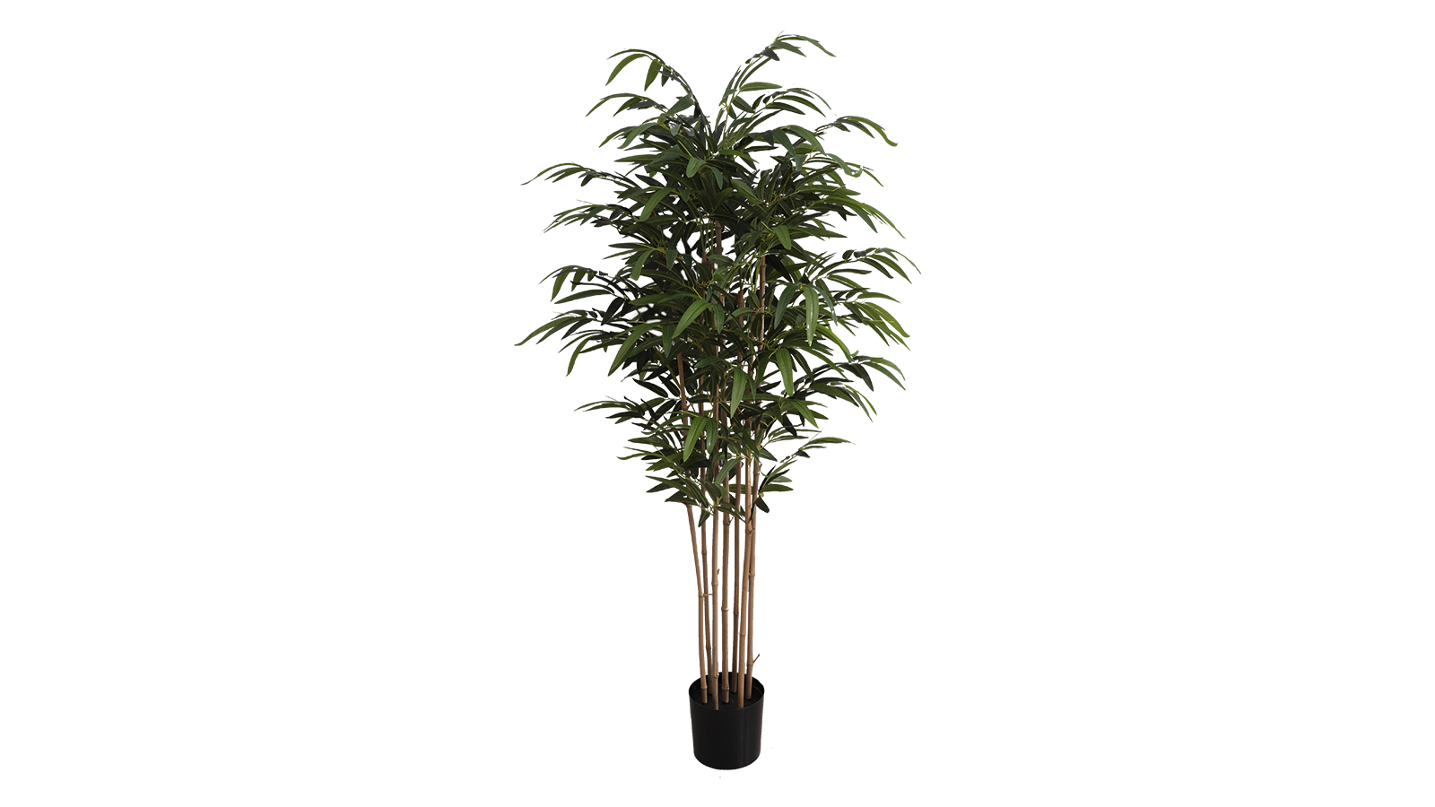 Bamboo Plant A821183 Bamboo Plant A821183