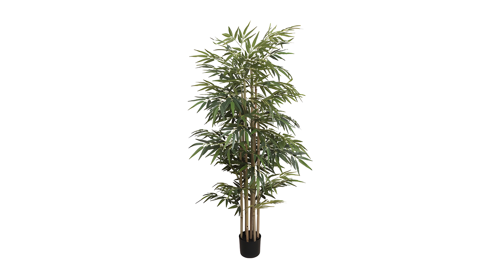 Bamboo Plant A824040 Bamboo Plant A824040