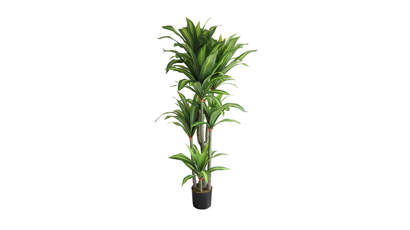 Dracaena Plant AB02180 Dracaena Plant AB02180