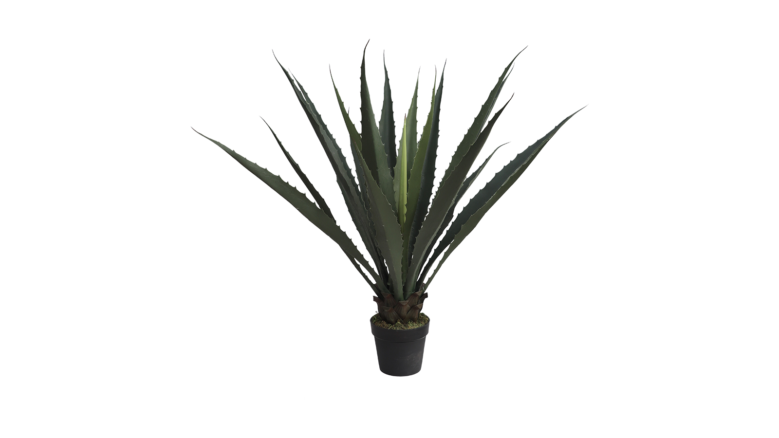 Agave Plant AC26112
