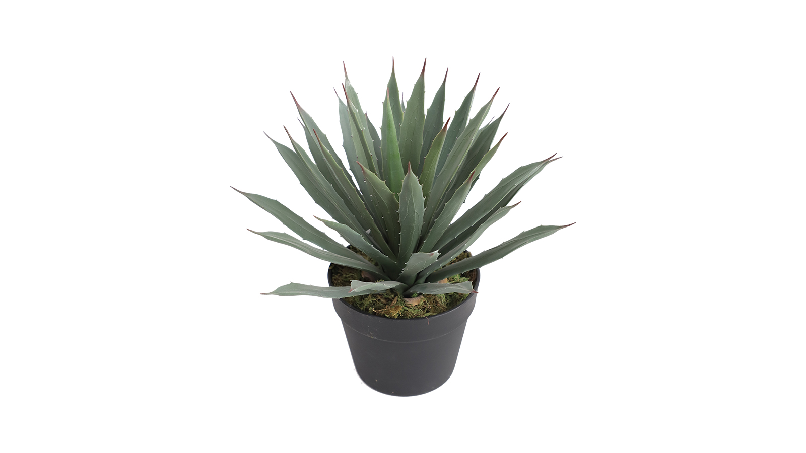 Agave Plant Agave Plant