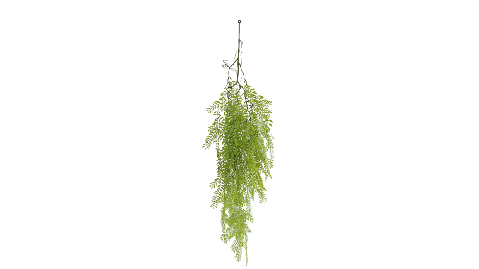 Ivy Plant H004115