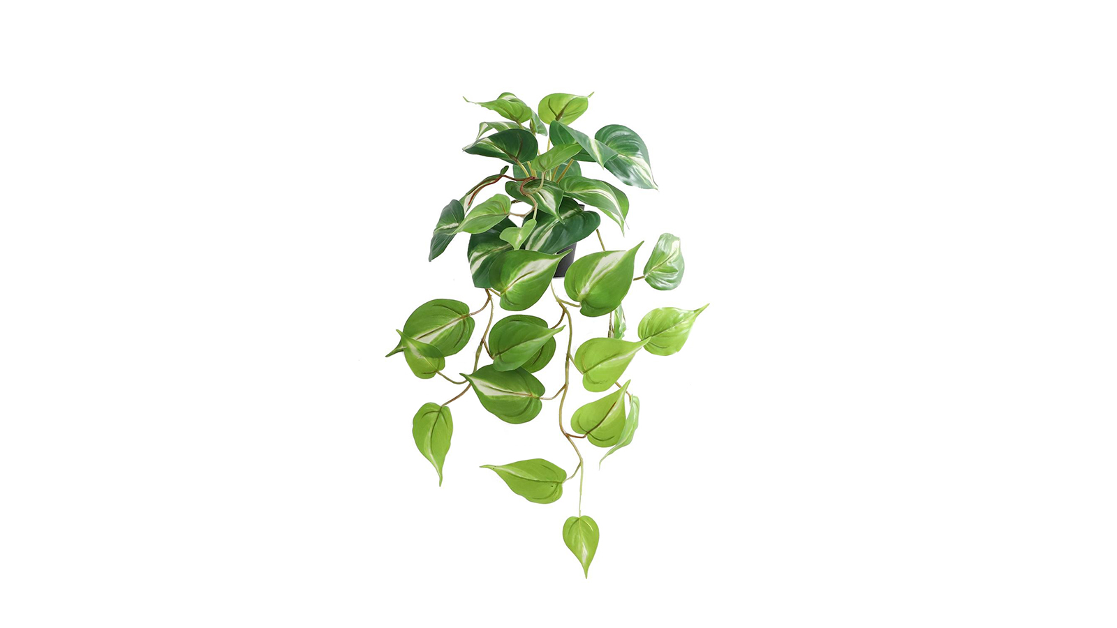 Hanging Plant Hanging Plant