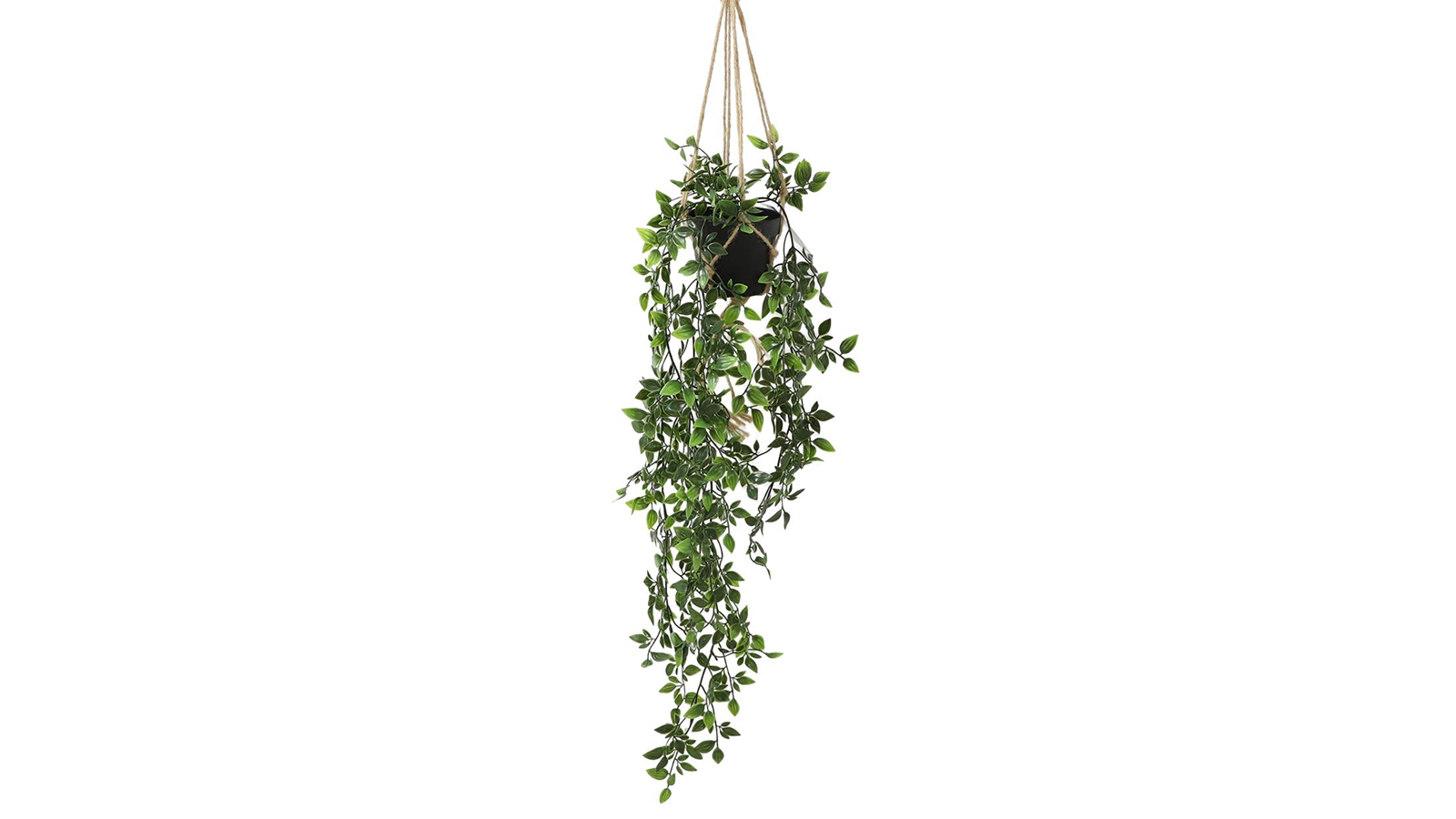 Potted Hanging Potted Hanging