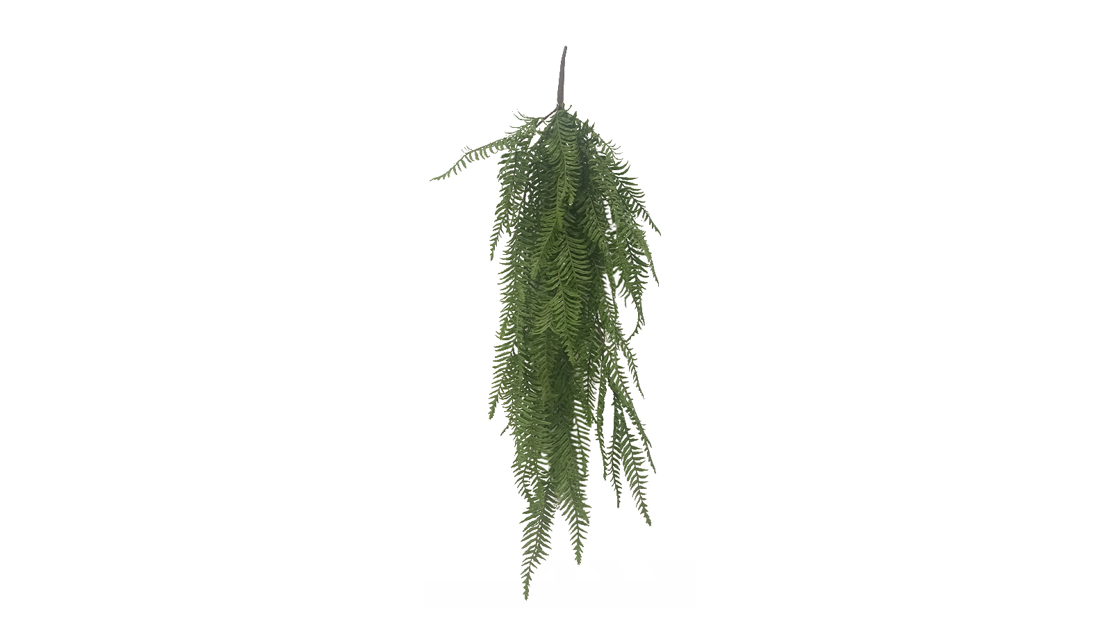 Hanging Fern Hanging Fern