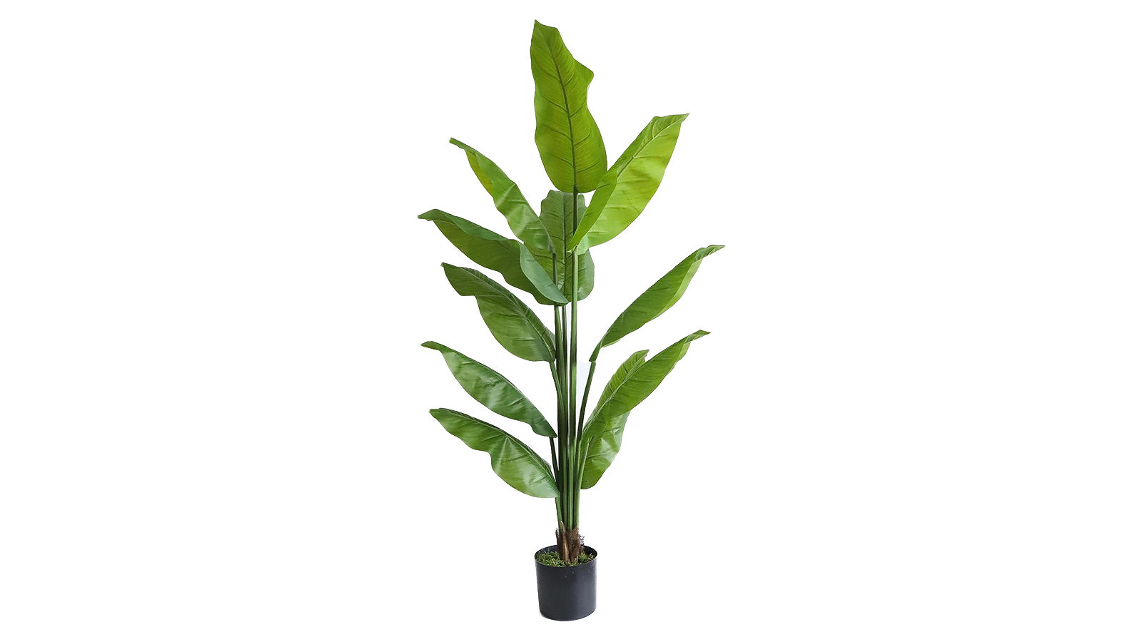 Spathiphyllum Leaf Spathiphyllum Leaf