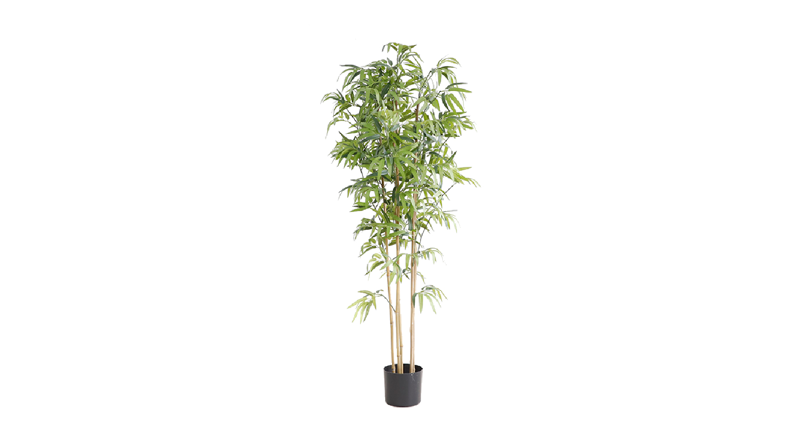 Bamboo Plant KD5802 Bamboo Plant KD5802