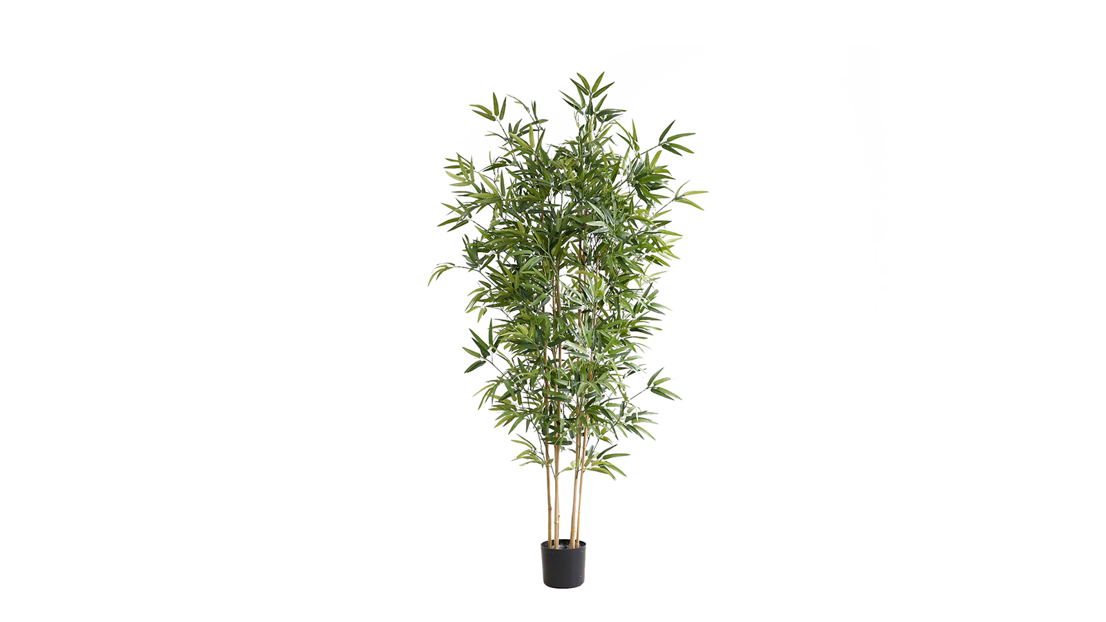 Bamboo Plant KD5802-180 Bamboo Plant KD5802-180