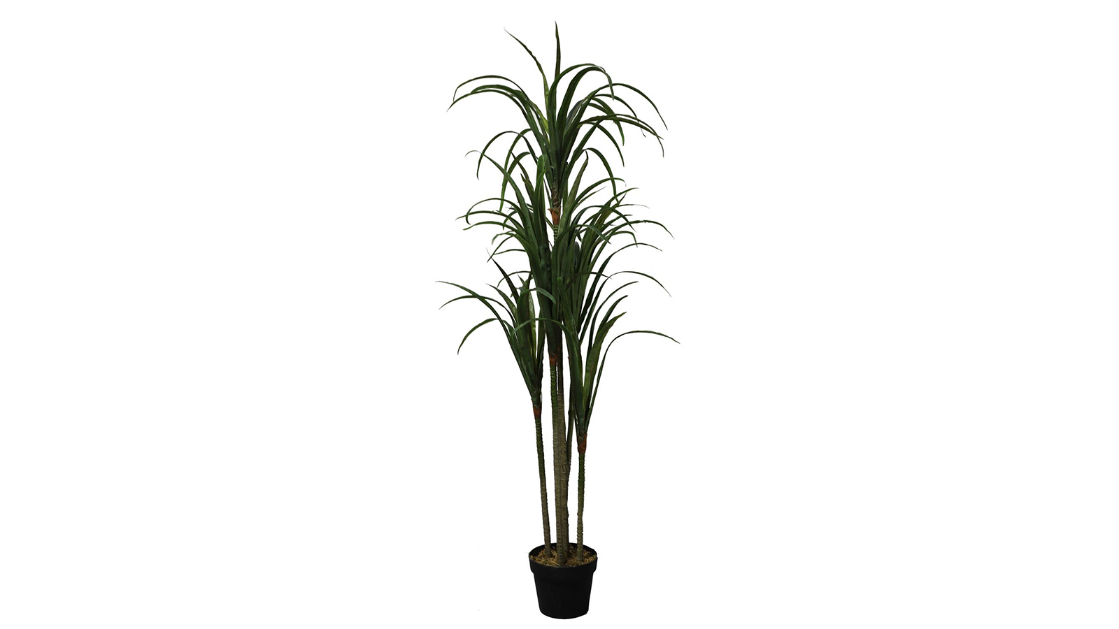 Nolina Plant Nolina Plant