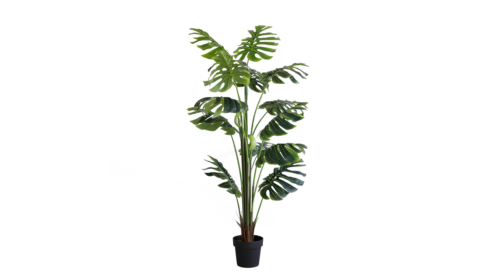 Monstera Plant Monstera Plant
