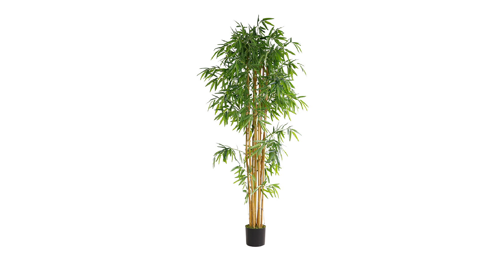 Bamboo Plant Bamboo Plant