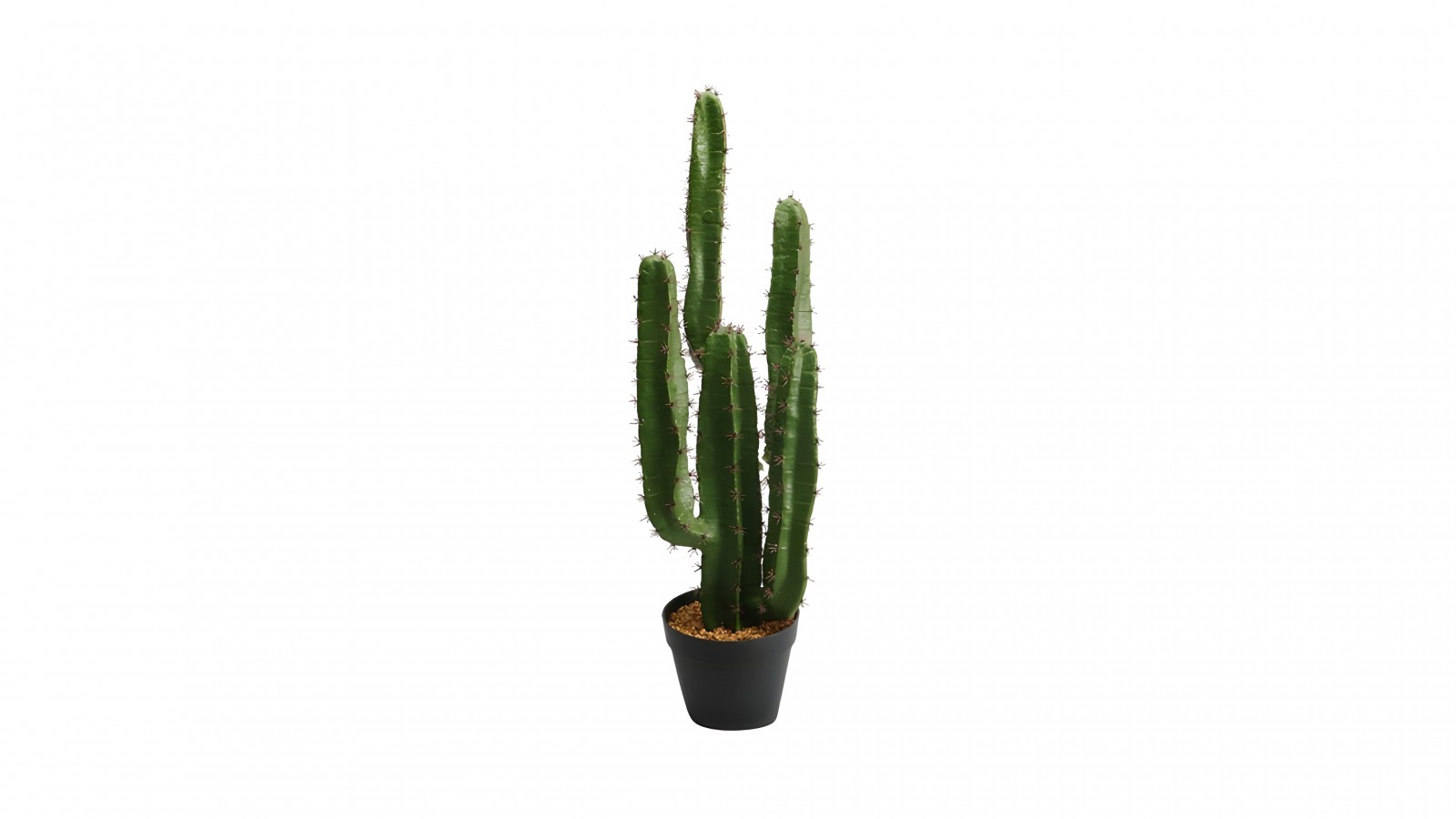 Cactus Plant Lfzp05a Cactus Plant Lfzp05a
