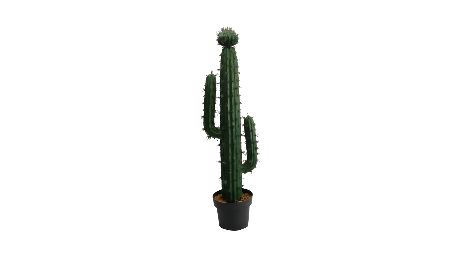 Cactus Plant Lfzp06a Cactus Plant Lfzp06a